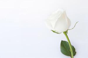 Beautiful white rose on white background with copy space. photo