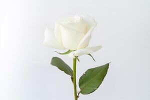 Beautiful white rose on white background. photo