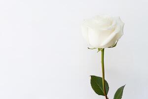 Beautiful white rose on white background with copy space. photo