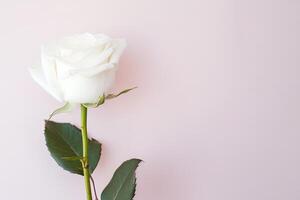 Beautiful white rose on pink background with copy space. photo