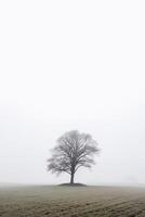 a lone tree stands alone in a foggy field with copy space for text. photo