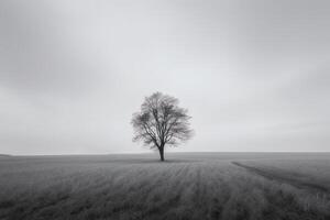 a lone tree stands alone in a foggy field. photo