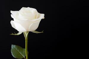 Beautiful white rose on black background with copy space. photo