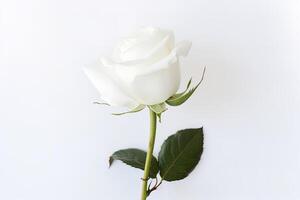 Beautiful white rose on white background. photo