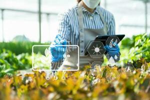 Woman hands gardening lettuce in farm  with growth process and chemical formula on green background. photo