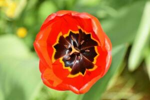 Red Blooming Tulip photo