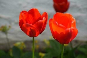 Red Blooming Tulips photo