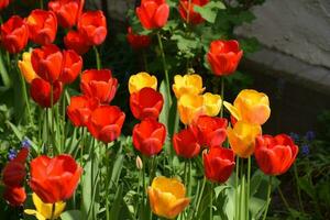 Many Red and Yellow Blooming Tulips photo