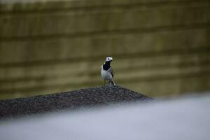 White Wagtail isolated, turning the head photo