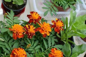 Marigold Flowers in Spring photo