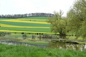 Swamp Lake in Springtime photo