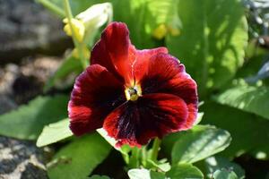 Dark Red Pansy photo