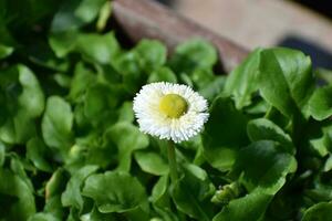 White Lawn Daisy photo