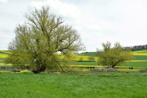 Swamp Trees around a Reed Lake photo