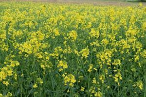 Yellow Blooming Canola Field photo