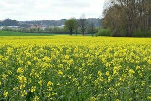 Wide Blooming Yellow Fields photo