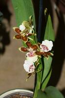 Orchid blooming in white, pink and brown photo