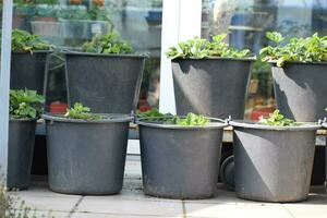 Potted Strawberry Plants in two Rows photo