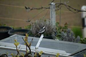 White Wagtail isolated, side view photo