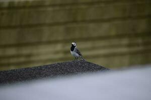 White Wagtail looking up photo