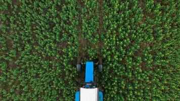 Tractor sprays fertilizer on agricultural plants on the rapeseed field, top view from height video