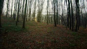 FPV drone flight quickly and maneuverable through an autumn or spring forest at sunset video