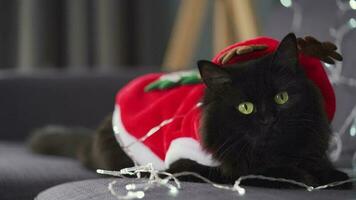 vicino su ritratto di un' nero soffice gatto con verde occhi vestito come Santa Claus bugie su un' sfondo di Natale ghirlanda video
