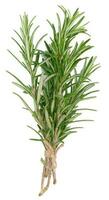 Fresh branches of rosemary with green leaves isolated on white background. Spice for meat, fish photo