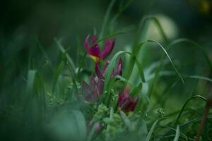 púrpura tulipanes en el césped con verde césped foto