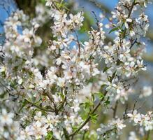 Branch with white almond flowers on blue sky background, sunny spring day, banner photo