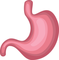 stomach cartoon illustration. stomach icon. hull flat design. cartoon illustration of human organs png