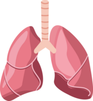 lungs cartoon illustration. lungs icon. lungs flat design. cartoon illustration of human organs png