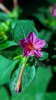 Small Flower Pink Frangipani closeup portrait shoot night time lowlight capture natural blur backround photo