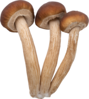 enoki mushroom cut out on transparent background. png