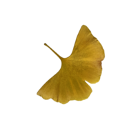 Yellow fresh ginkgo leaf isolated, medicinal organic plant close-up, clipping path cutout object, eco-friendly environment concept png