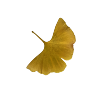 giallo fresco ginkgo foglia isolato, medicinale biologico pianta avvicinamento, ritaglio sentiero ritagliare oggetto, eco-friendly ambiente concetto png