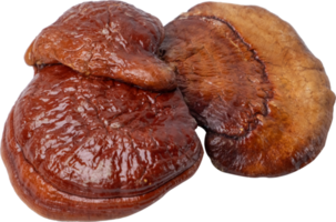 reishi champignon Couper en dehors sur transparent Contexte. png