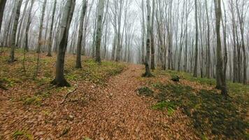 FPV drone flight quickly and maneuverable through an autumn or spring forest at sunset video