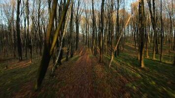 FPV drone flight quickly and maneuverable through an autumn or spring forest at sunset video