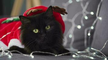 Close up portrait of a black fluffy cat with green eyes dressed as Santa Claus lies on a background of Christmas garland video