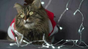 Close up portrait of a tabby fluffy cat with green eyes dressed as Santa Claus sits on a background of Christmas garland. Christmas symbol video