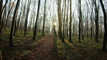 FPV drone flight quickly and maneuverable through an autumn or spring forest at sunset video