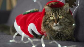 Close up portrait of a tabby fluffy cat with green eyes dressed as Santa Claus sits on a background of Christmas garland. Christmas symbol video