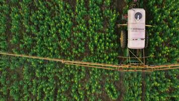 traktor sprayer gödselmedel på jordbruks växter på de rapsfrö fält, topp se från höjd video
