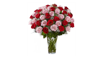 rose et rouge fleur png