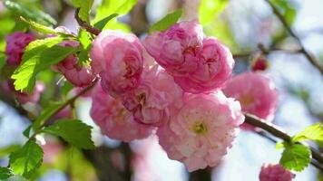 branche de rose épanouissement Sakura se balance dans le vent contre le ciel. épanouissement Cerise arbre dans plein Floraison video