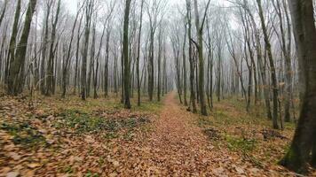 FPV drone flight quickly and maneuverable through an autumn or spring forest at sunset video