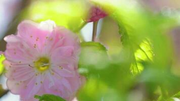 Afdeling van roze bloeiend sakura zwaait in de wind tegen de lucht. bloeiende kers boom in vol bloeien video