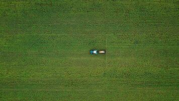 Tractor sprays fertilizer on agricultural plants on the rapeseed field, top view from height video