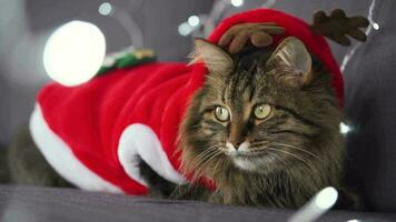 Close up portrait of a tabby fluffy cat with green eyes dressed as Santa Claus sits on a background of Christmas garland. Christmas symbol video